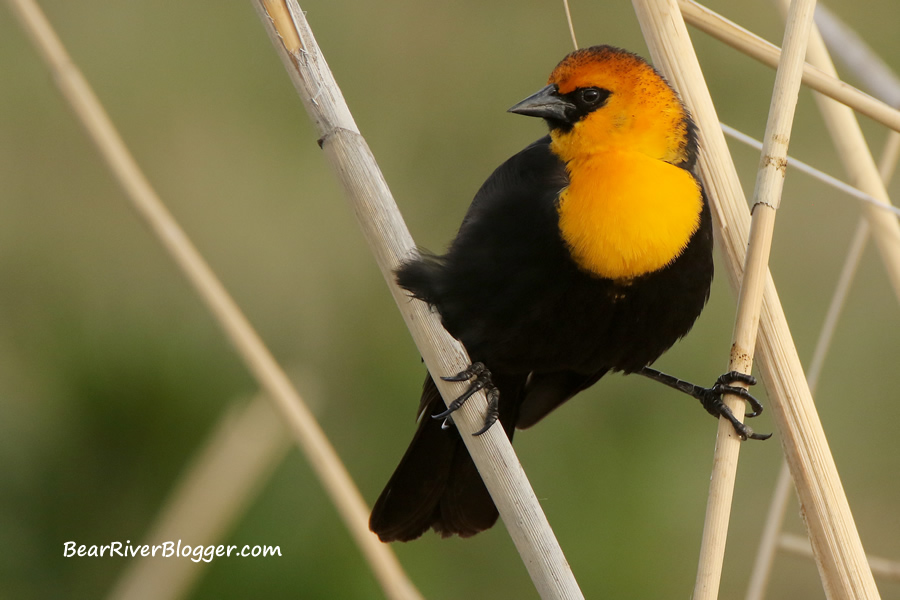 yellow-headed blackbird perched on some marsh vegetation