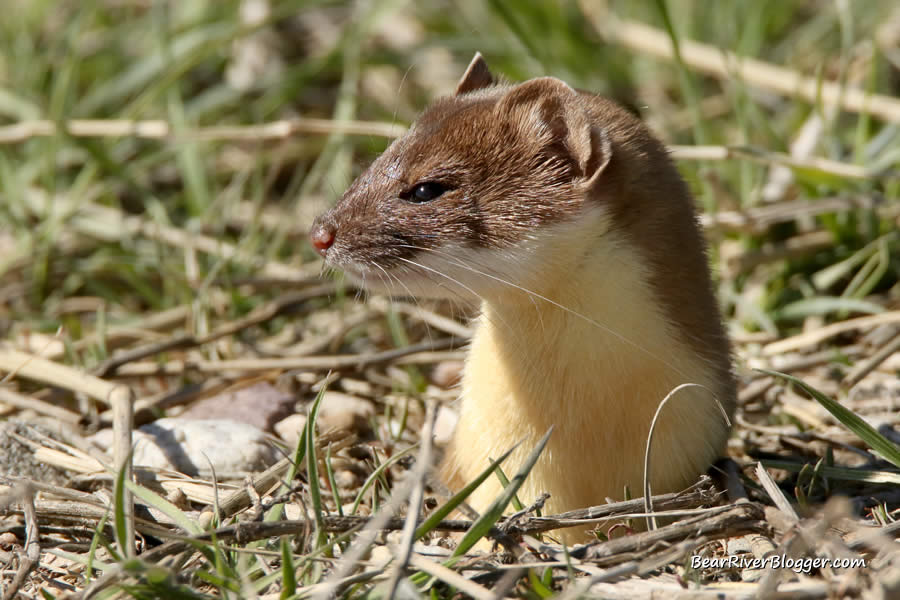long-tailed weasel popping out of its burrow.