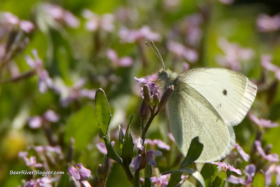 cabbage white butterfly perched on a flower