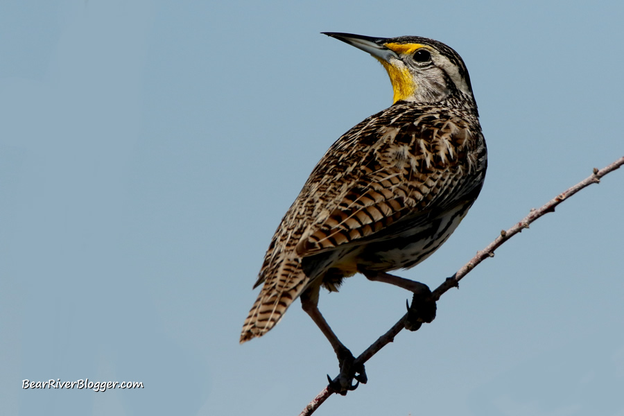 western meadowlark perched on a branch