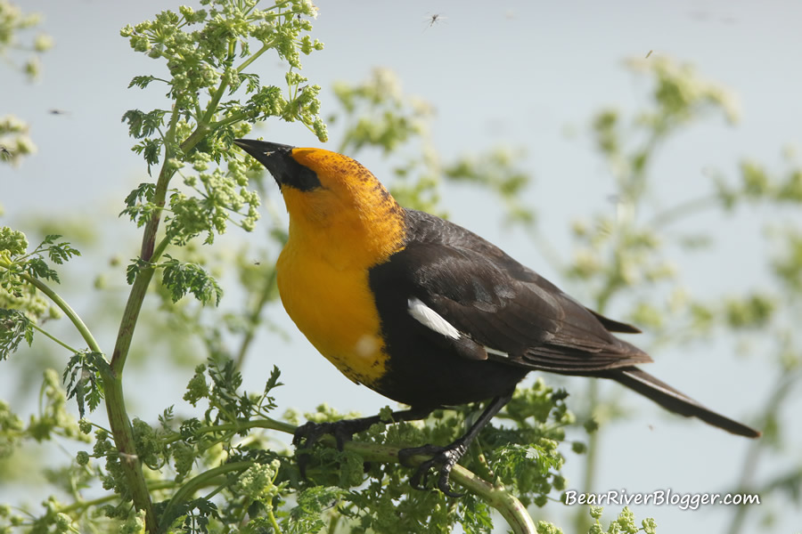 yellow-headed blackbird feeding on insects