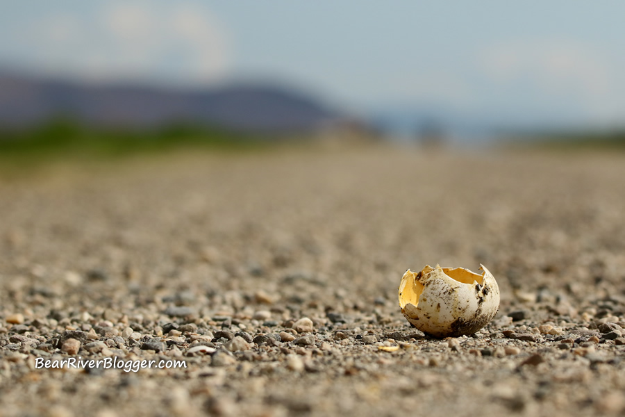 A broken egg shell laying on the bear river migratory bird refuge auto tour loop.