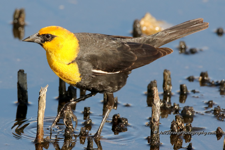 yellow-headed blackbird feeding in shallow water