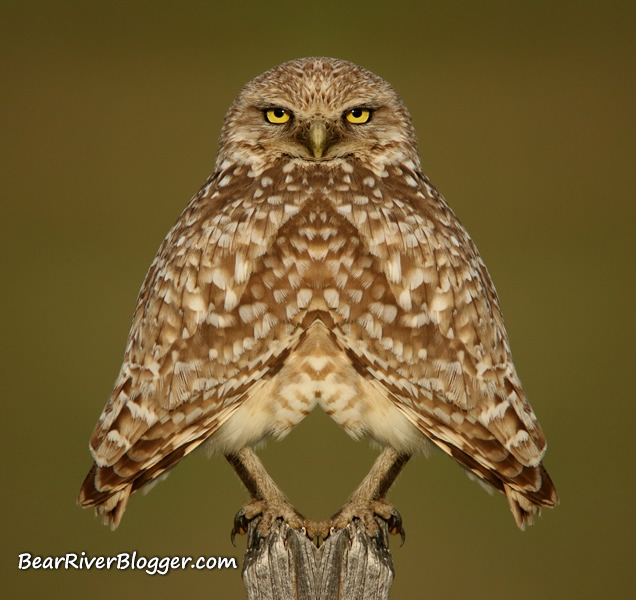 burrowing owl on a fence post.