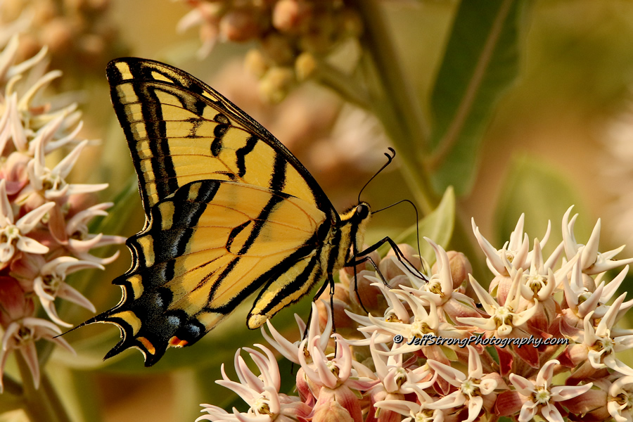 swallowtail butterfly perched on milkweed.