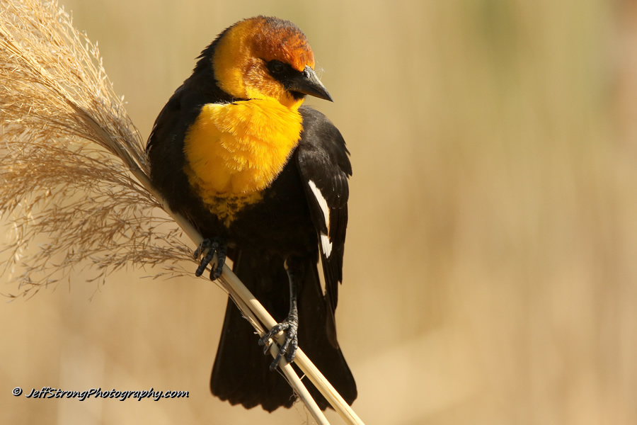yellow-headed blackbird perched on marsh vegetation