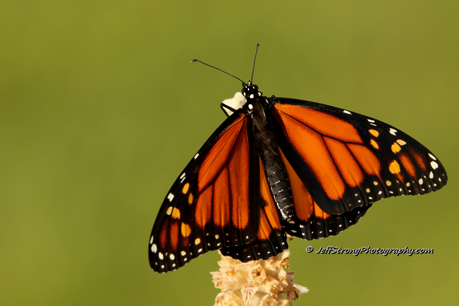 monarch butterfly perched on a flower.