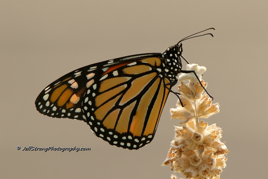 monarch butterfly sitting on lambs ear.