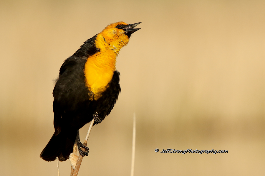 yellow-headed blackbird singing on a piece of cattail.
