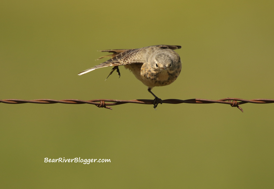 bird sitting on a barbed wire