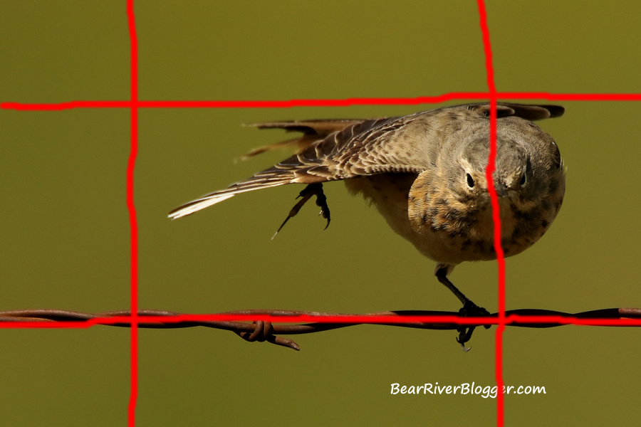use the rule of thirds when composing your wildlife images.