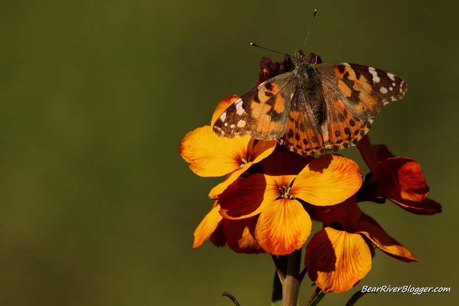 painted lady perched on a wildflower.