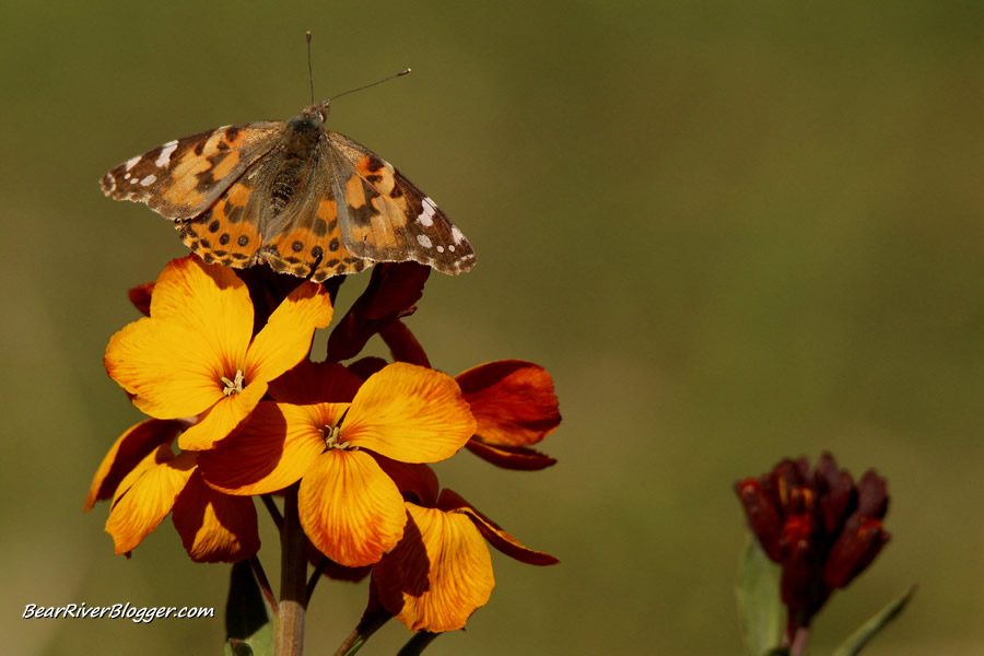 painted lady butterfly sitting on a wildflower