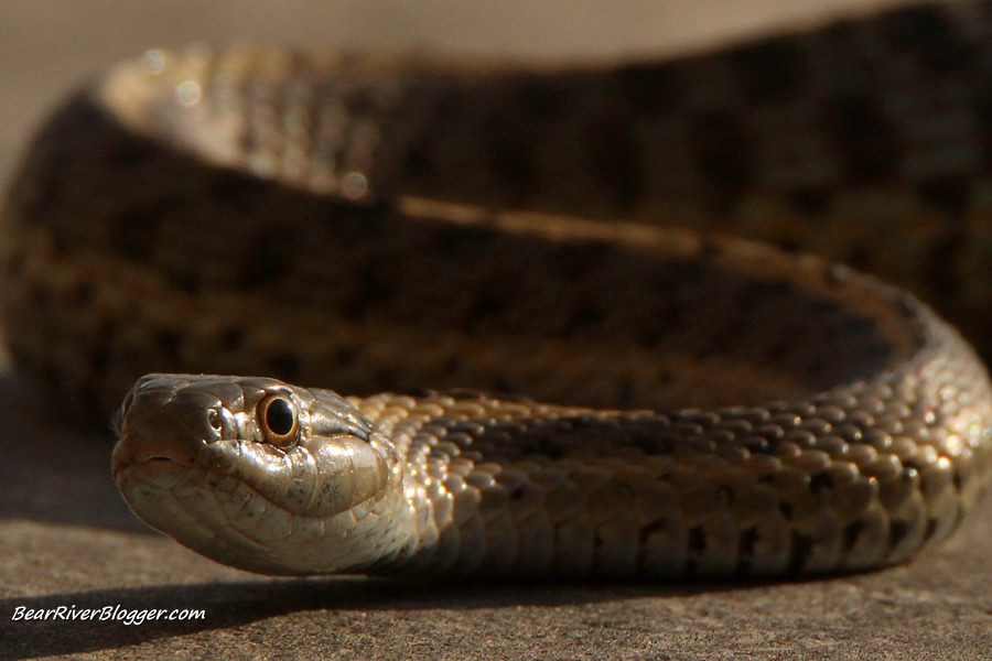 garden snake