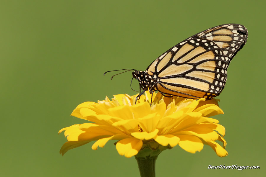 monarch butterfly on a flower