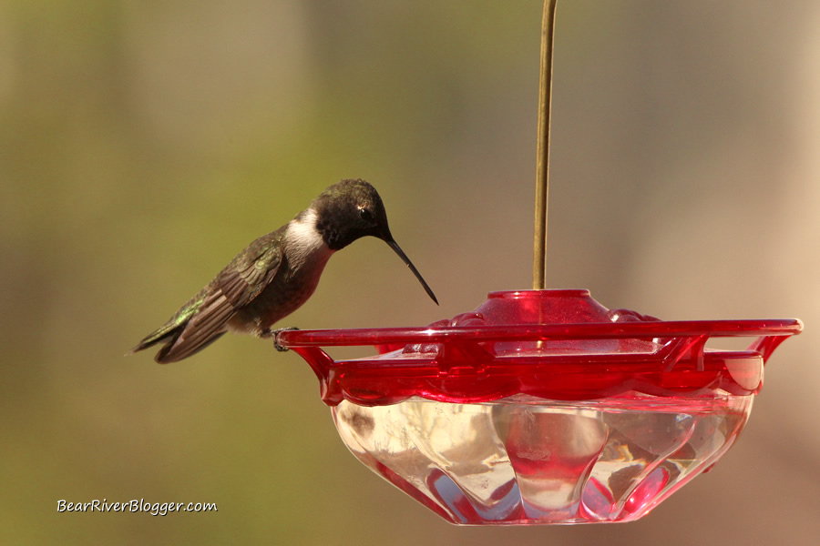black-chinned hummingbird perched on a feeder