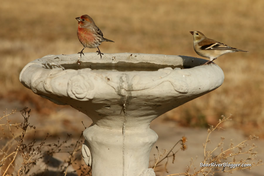 birds using a bird bath