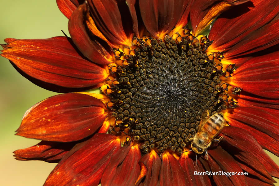 bee on a sunflower