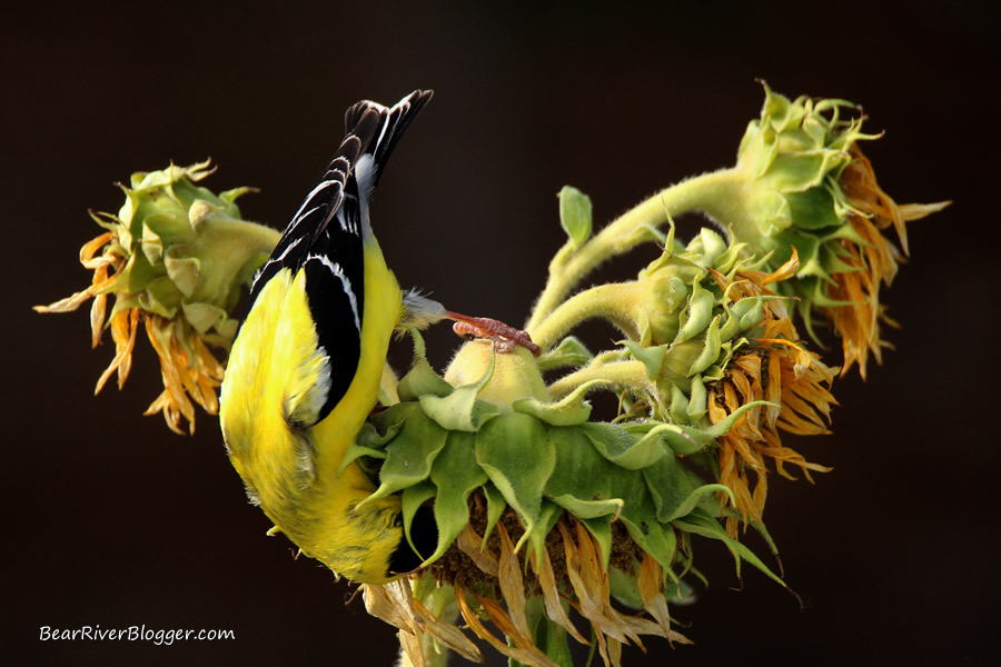 american goldfinch feeding on a sunflower