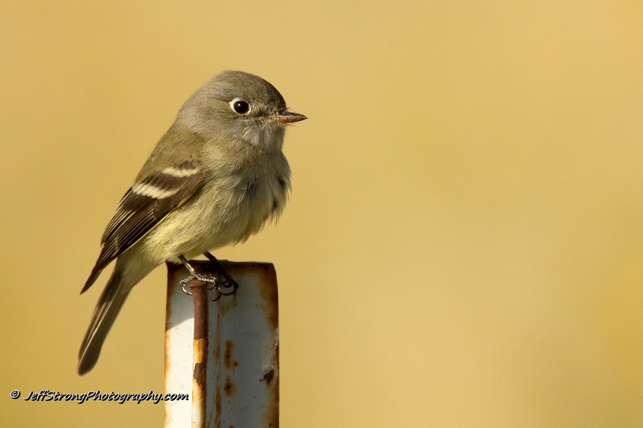 songbird sitting on a post on antelope island