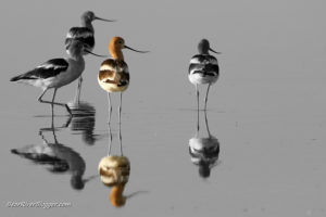 american avocets standing in the great salt lake