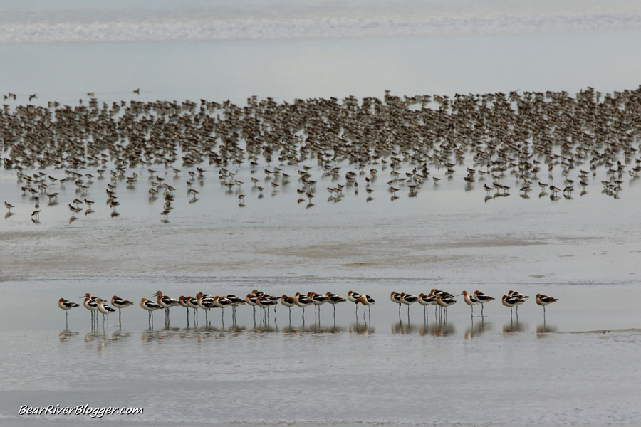 shorebirds on the antelope island causeway