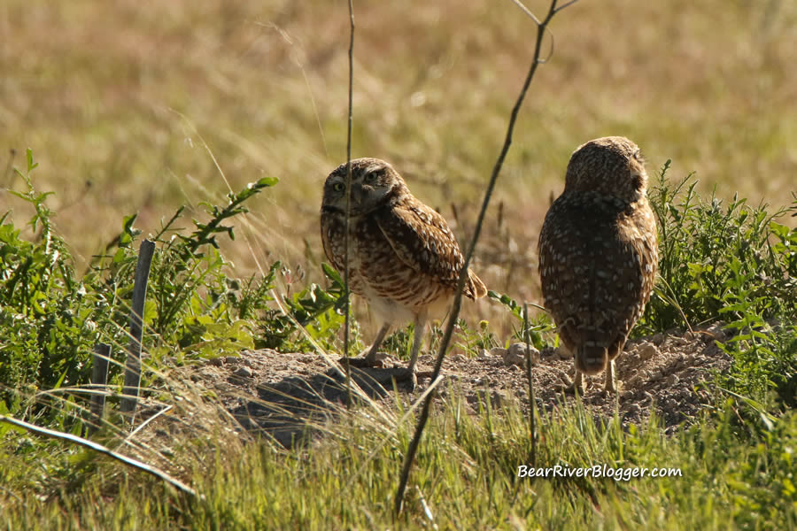 2 burrowing owls near their burrow on antelope island