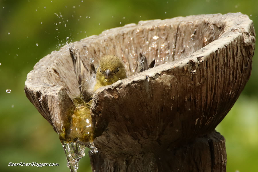 female lesser goldfinch taking a bath