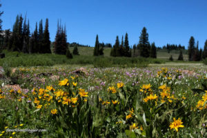 utah wildflowers in franklin basin