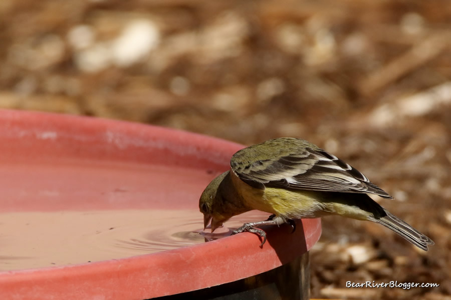 goldfinch drinking from a ground birdbath