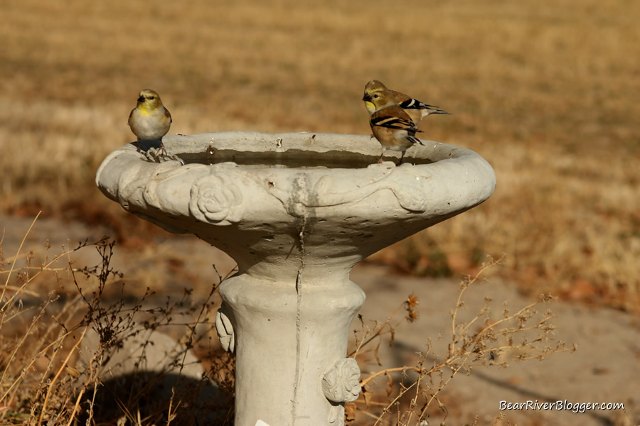 goldfinches at my birdbath