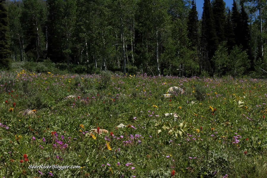 large wildflower field in logan canyon