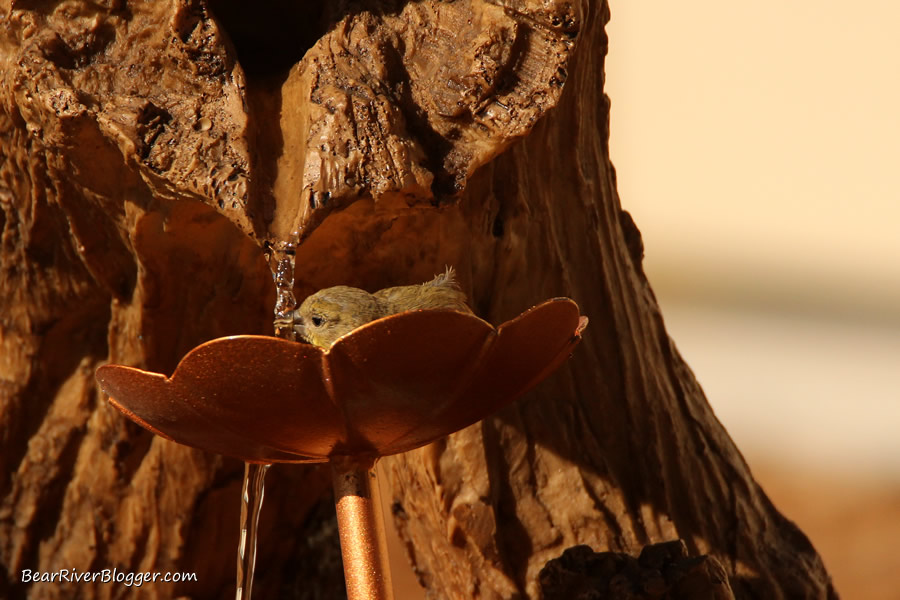 lesser goldfinch drinking from a bird fountain