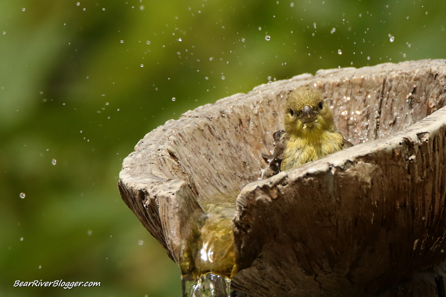 lesser goldfinch taking a bath in a bird fountain