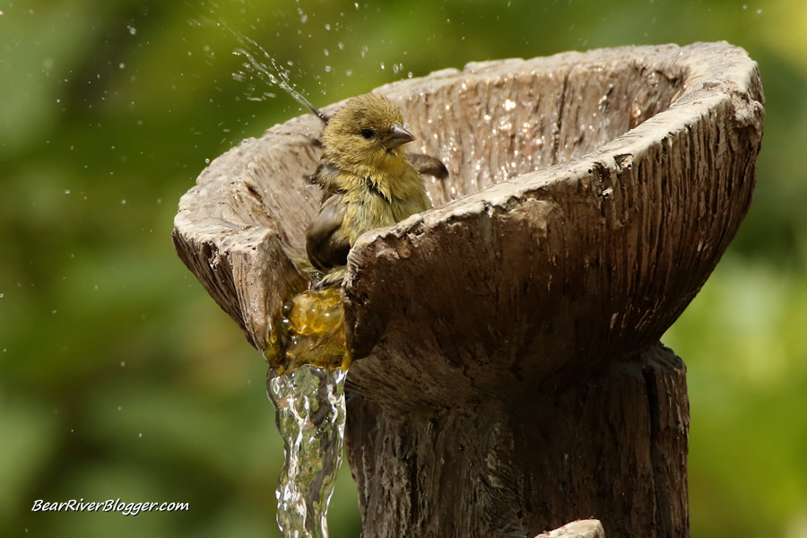 lesser goldfinch taking a bath