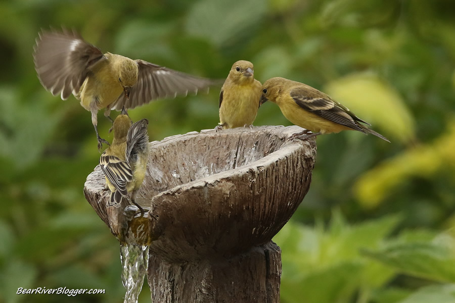 lesser goldfinches in the water fountain