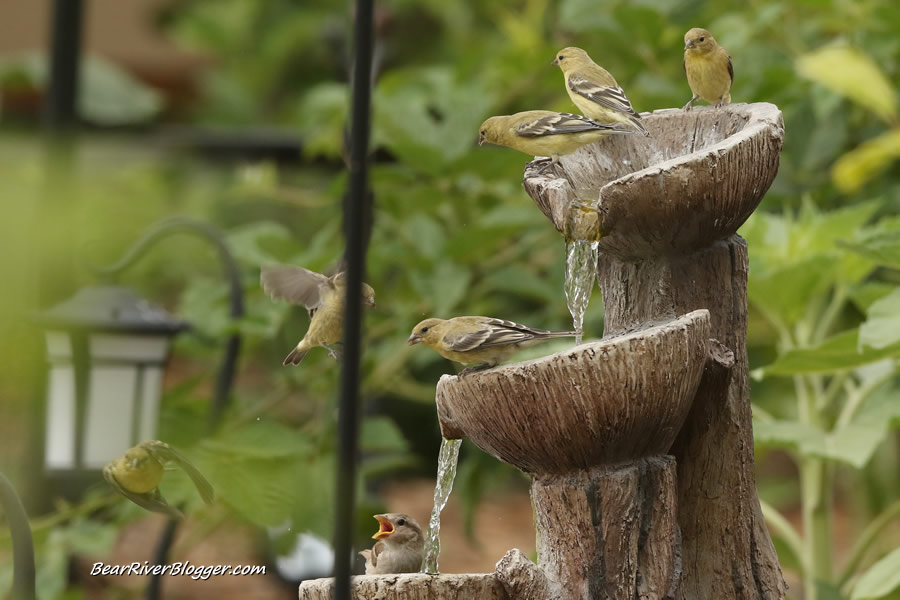 multiple goldfinches in the birdbath