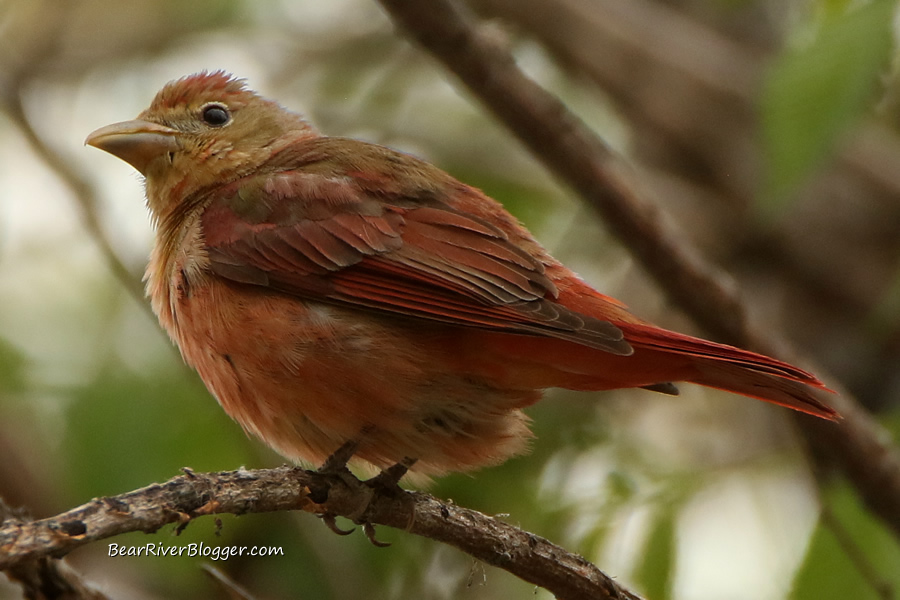 summer tanager perched in a tree