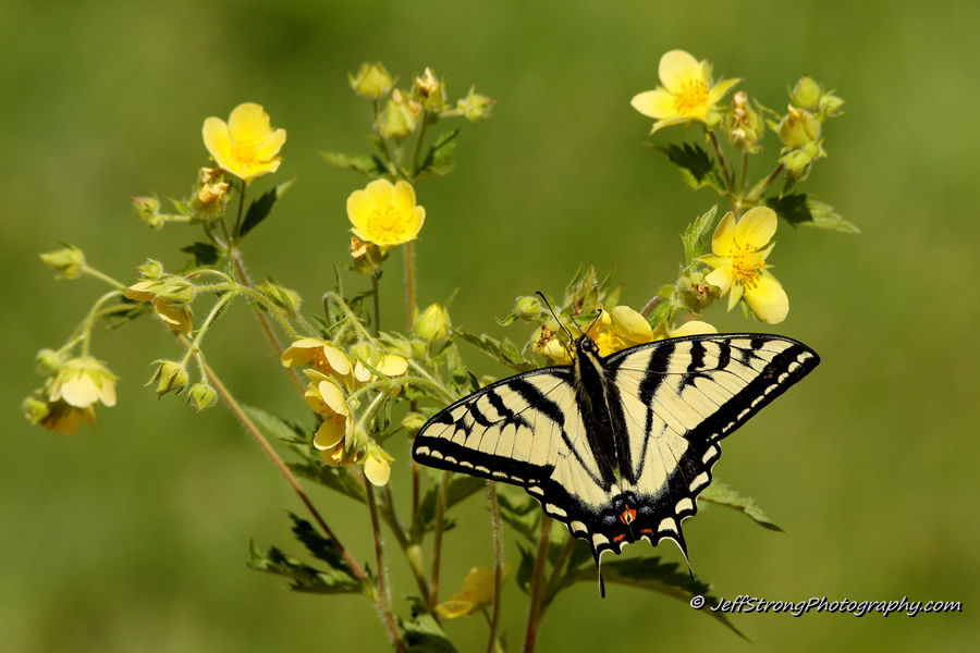 swallowtail butterfly on a yellow wildflower