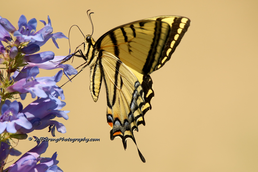 swallowtail butterfly perched on a blue utah wildflower