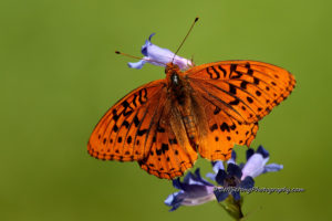utah butterfly on a purple wildflower