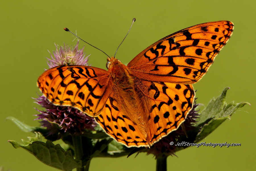 butterfly on a wildflower