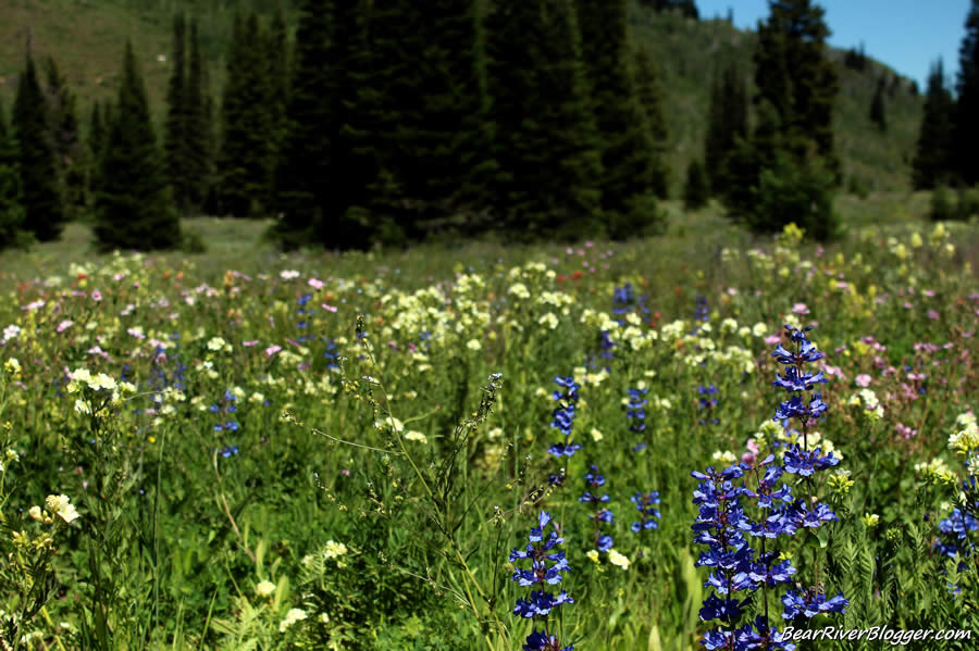 scenic wildflower fields in Utah