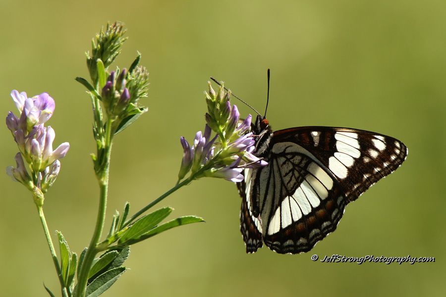 weidemeyer's admiral butterfly perched on a wildflower