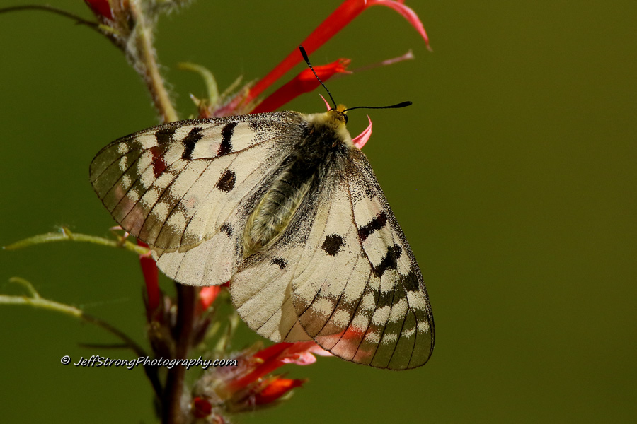 white butterfly on  a red wildflower
