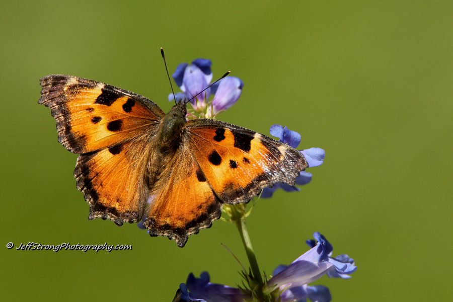 butterfly perched on a blue wildflower