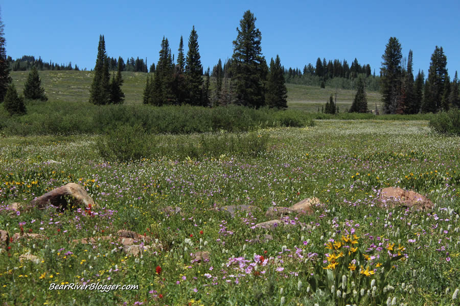 summer wildflowers in Utah