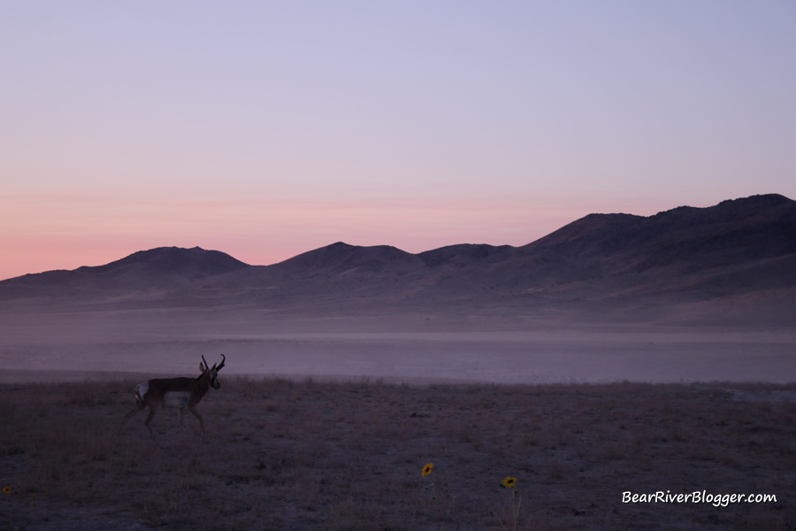 pronghorn coming to the water trough on the pony express trail.