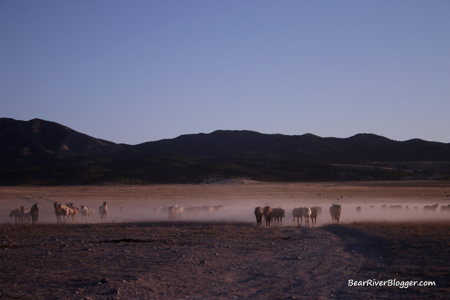  large onaqui herd of horses along the pony express trail.