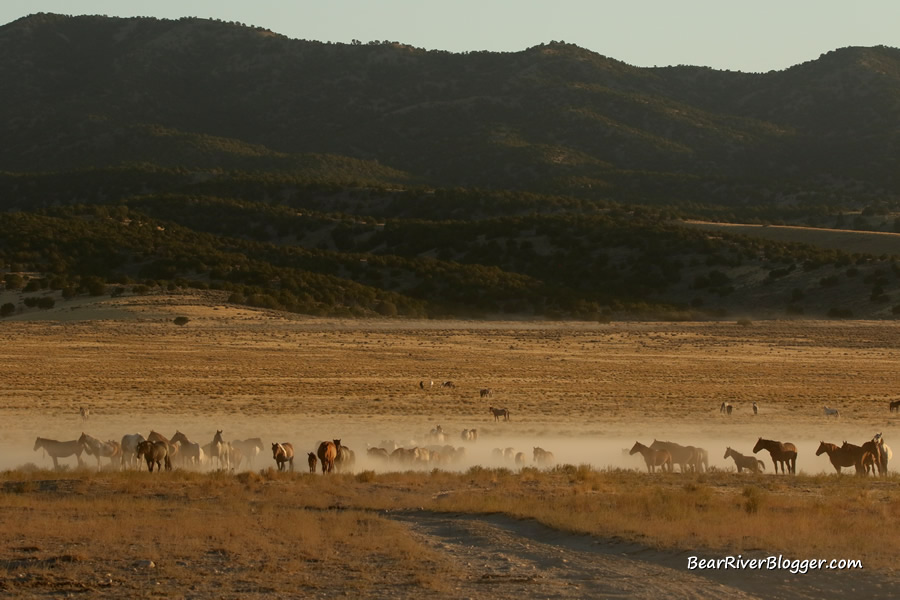 large herd of wild horses heading for water on the pony express trail